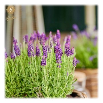 Lavandula stoechas 'Anouk Pink'