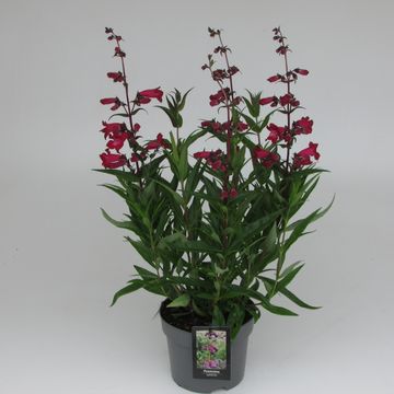 Penstemon hartwegii 'Superstar'