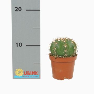 Melocactus matanzanus