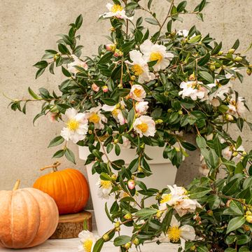 Camellia sasanqua 'White Premium'