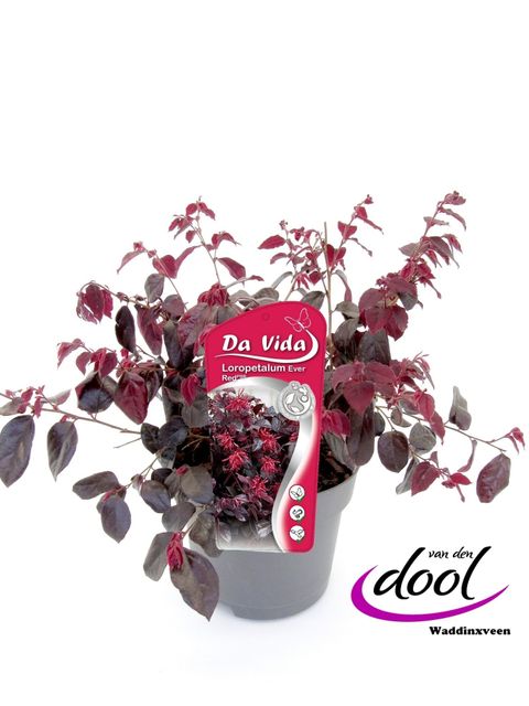 Loropetalum chinense EVER RED