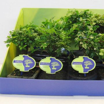 Bonsai MIX