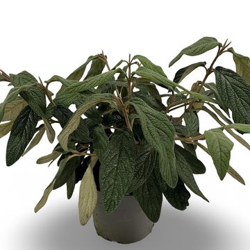 Viburnum rhytidophyllum