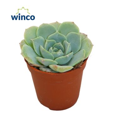 Echeveria hyalina