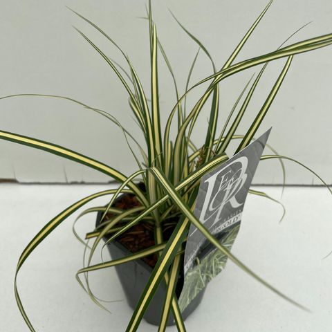 Carex oshimensis 'Evergold'