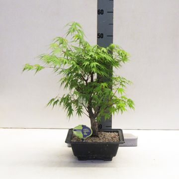 Acer palmatum 'Arakawa'