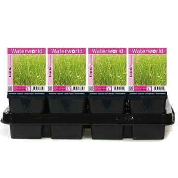 Eleocharis acicularis