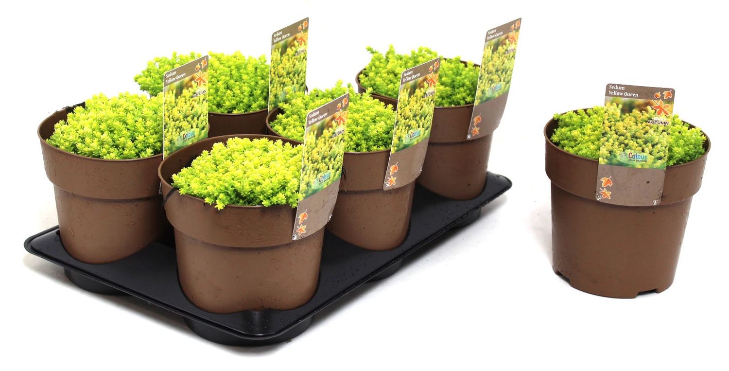 Sedum acre 'Aureum' — Plant Wholesale FlorAccess