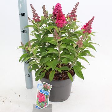 Buddleja davidii BUTTERFLY CANDY LITTLE RUBY