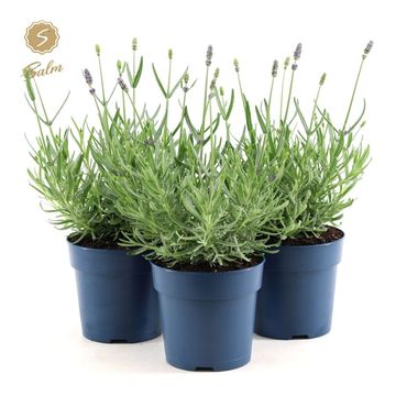 Lavandula angustifolia 'Felice'