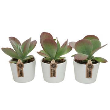 Kalanchoe thyrsiflora RED LIPS