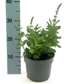 Salvia nemorosa 'Ostfriesland'