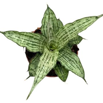Sansevieria 'Cinta'