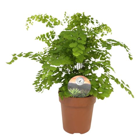 Adiantum raddianum 'Fragrans'