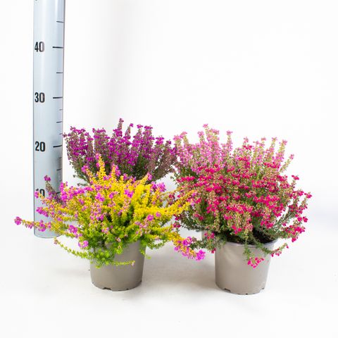 Erica cinerea MIX