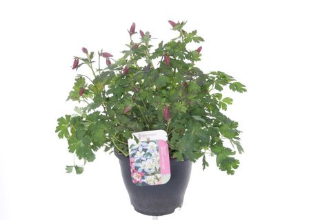 Aquilegia 'Spring Magic Rose and White'