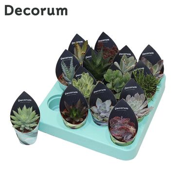 Succulents MIX