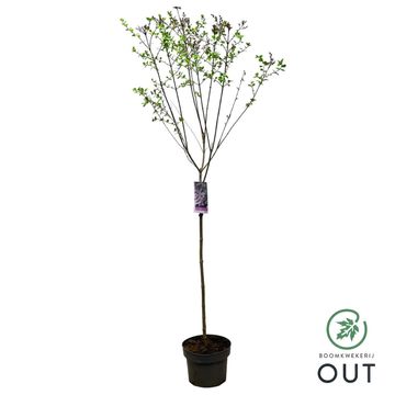 Syringa meyeri 'Palibin'