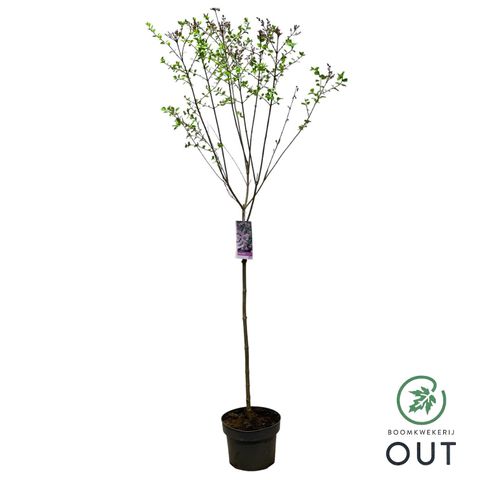 Syringa meyeri 'Palibin'