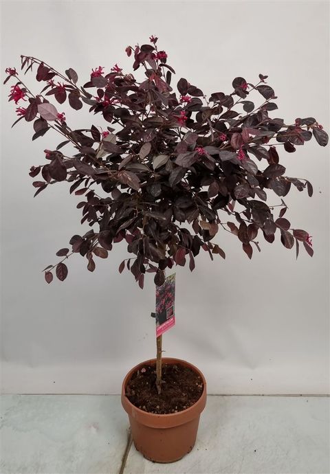 Loropetalum chinense BLACK PEARL