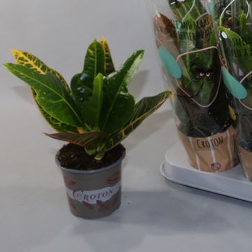 Codiaeum variegatum 'Экселлент'