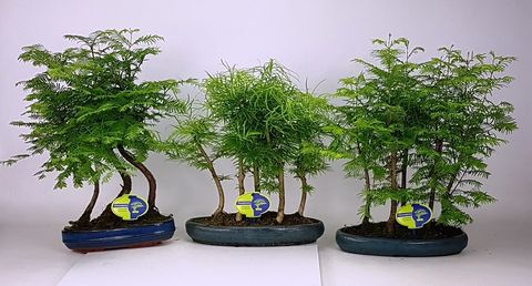 Bonsai MIX