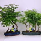 Bonsai MIX