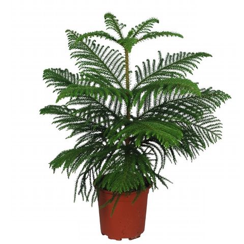 Araucaria heterophylla