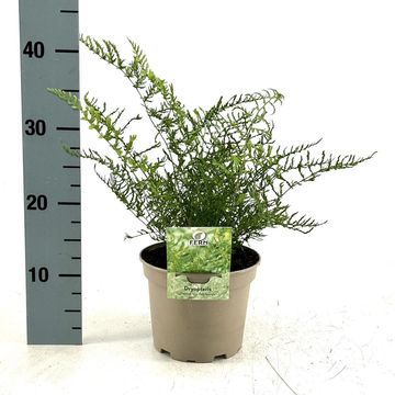 Dryopteris filix-mas 'Linearis Polydactyla'