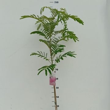 Albizia julibrissin