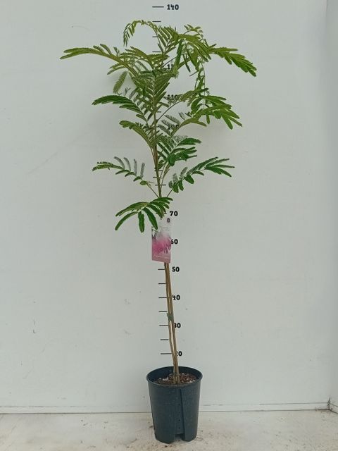 Albizia julibrissin