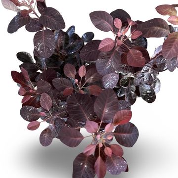 Cotinus coggygria 'Royal Purple'