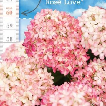 Hydrangea paniculata LITTLE XS ROSE LOVE