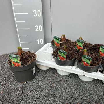 Fritillaria imperialis 'Rubra'