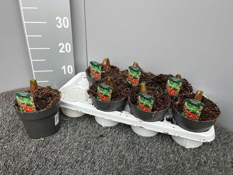 Fritillaria imperialis 'Rubra'