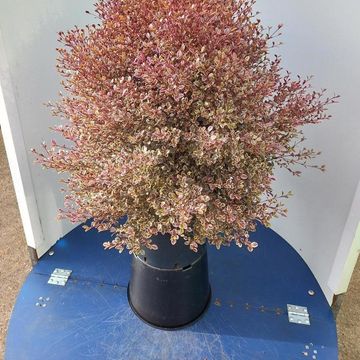 Lophomyrtus x ralphii 'White Tiger'