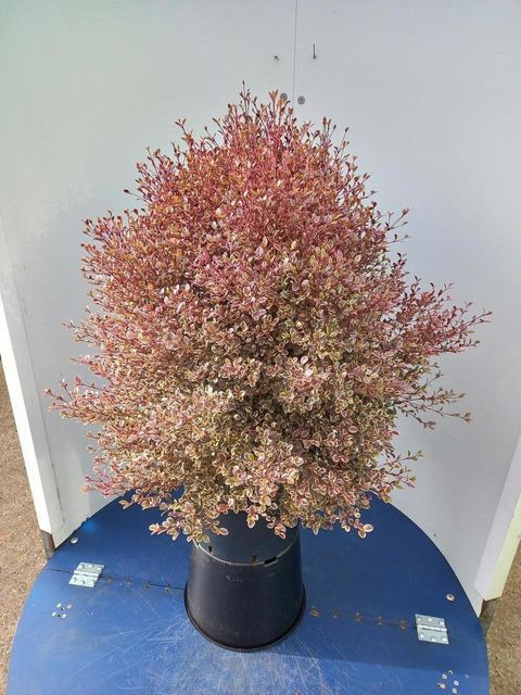 Lophomyrtus x ralphii 'White Tiger'