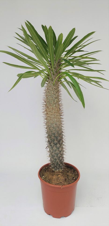 Pachypodium lamerei