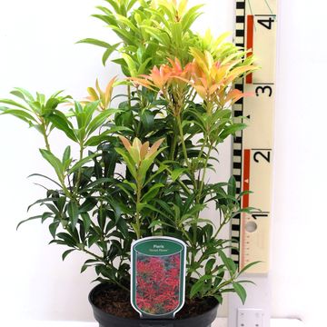 Pieris 'Forest Flame'