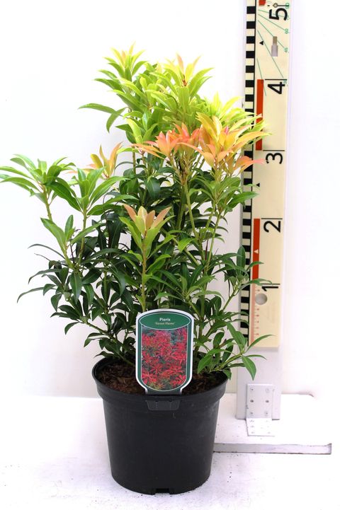 Pieris 'Forest Flame'