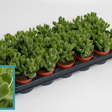 Cotyledon ladismithiensis