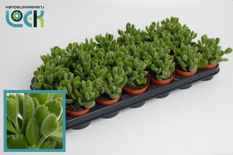 Cotyledon ladismithiensis