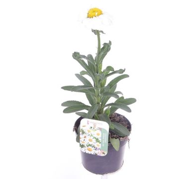 Leucanthemum SWEET DAISY JANE
