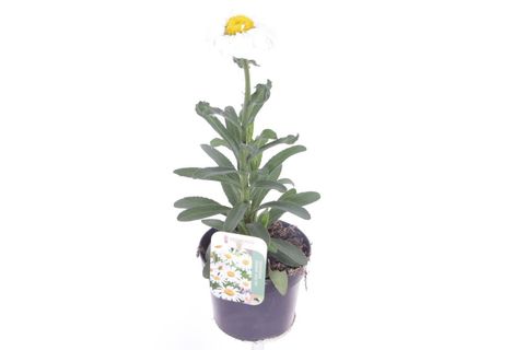 Leucanthemum SWEET DAISY JANE