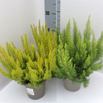 Erica arborea MIX