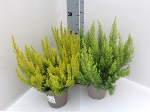 Erica arborea MIX