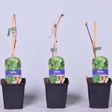 Vitis 'Вроег ван Лан'