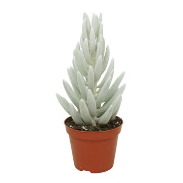 Senecio haworthii 'Mont Blanc'