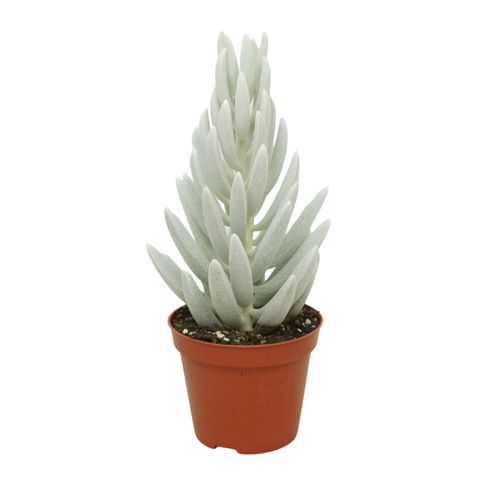 Senecio haworthii 'Mont Blanc'