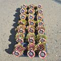 Sempervivum TOETIE FROETIES MIX